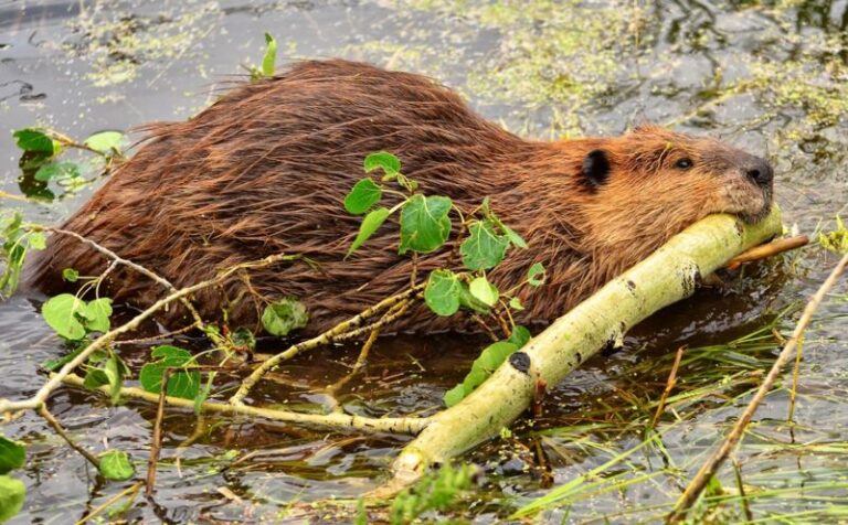 Cable-chewing beavers take out town’s Internet in “uniquely Canadian” outage
