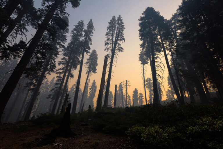 The pandemic slashed the West Coast’s emissions. Wildfires already reversed it.