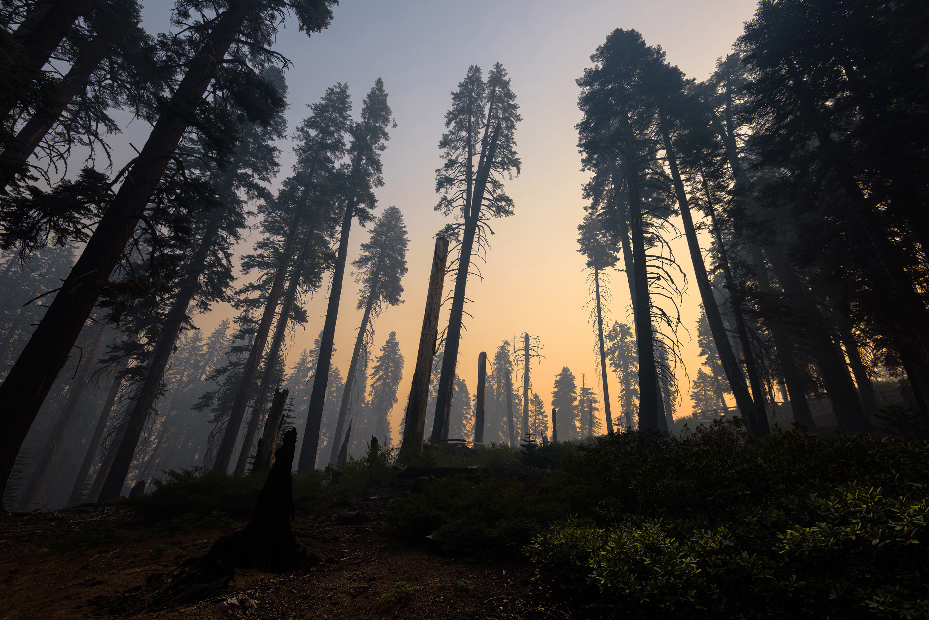 Kings Canyon National Park after a forest fire