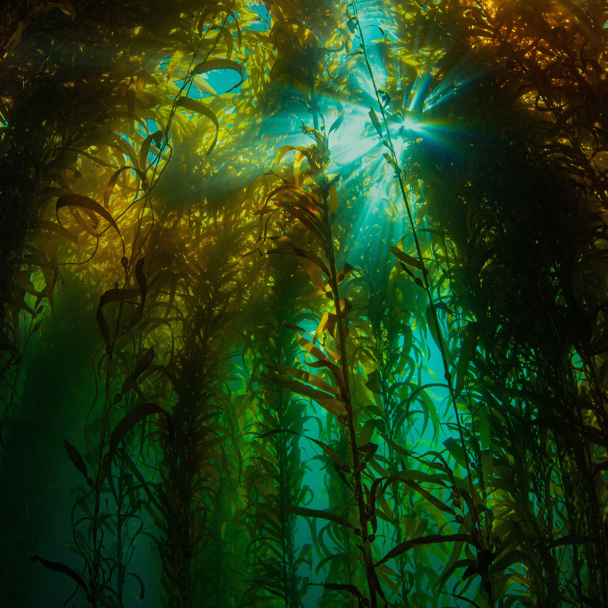 kelp forest off California coast