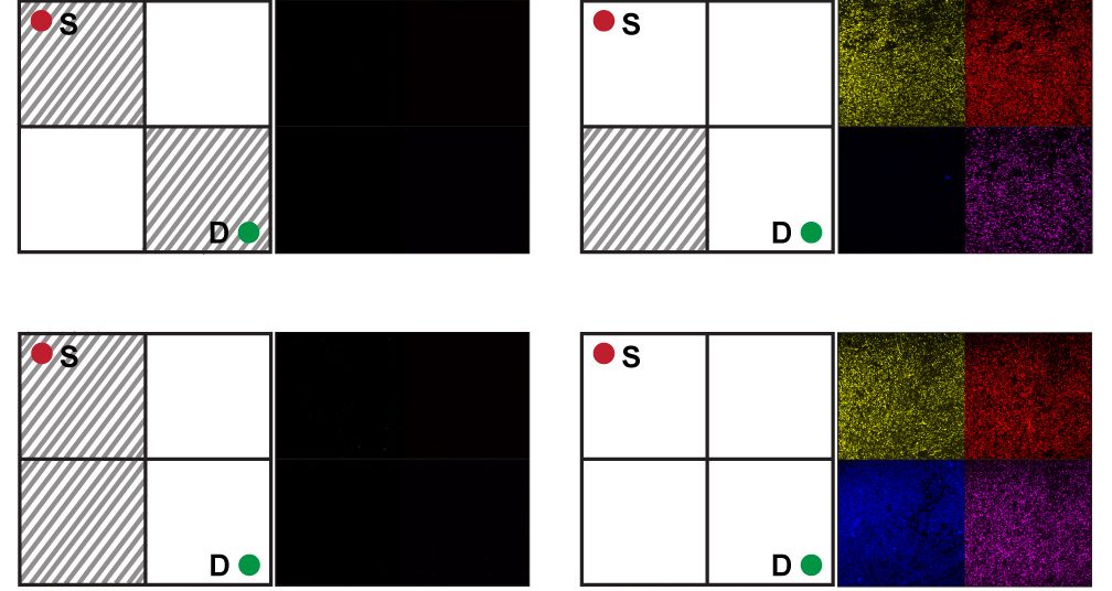 bacteria mazes research image