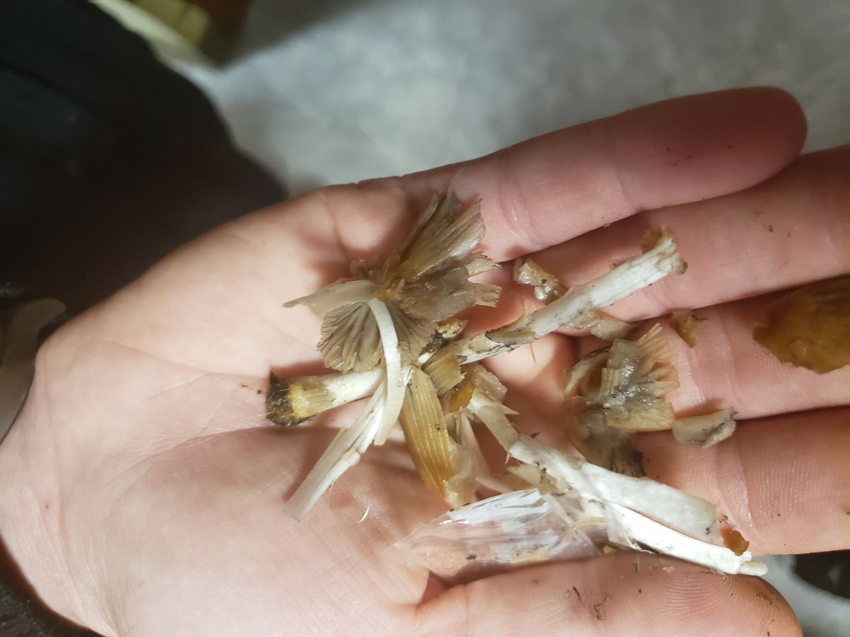 A palm holding bits and pieces of unidentified mushroom.