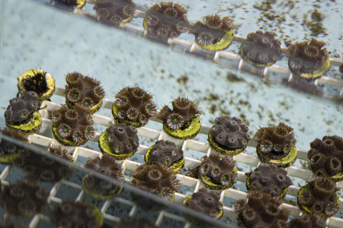 Multiple tiny coral colonies growing in a tank.