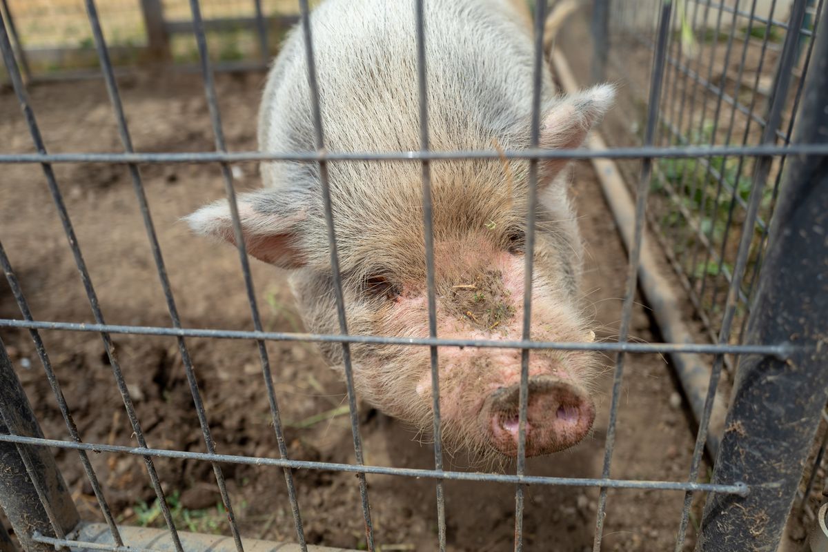 Close-up of pig on a farm in an agricultural area of Gilroy, California, May 31, 2020