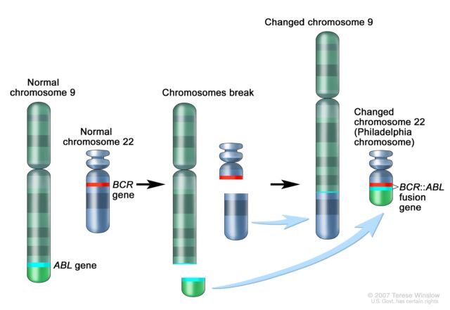 Schematic of the 9;22 translocation and the creation of the BCR::ABL fusion gene.