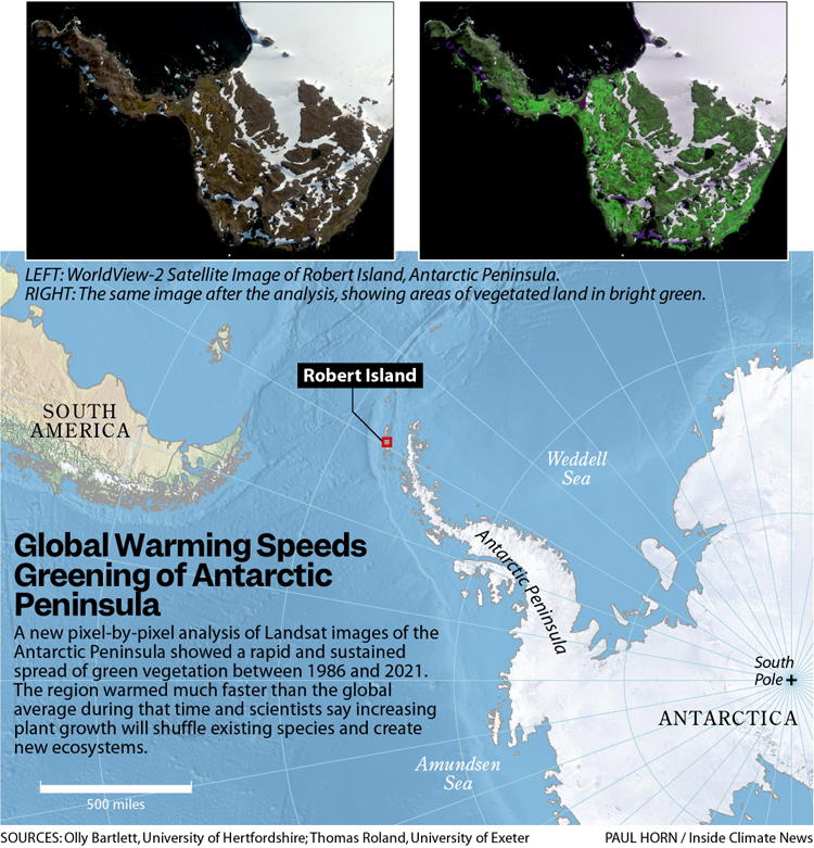 Greening of Antarctica shows how climate change affects the frozen continent