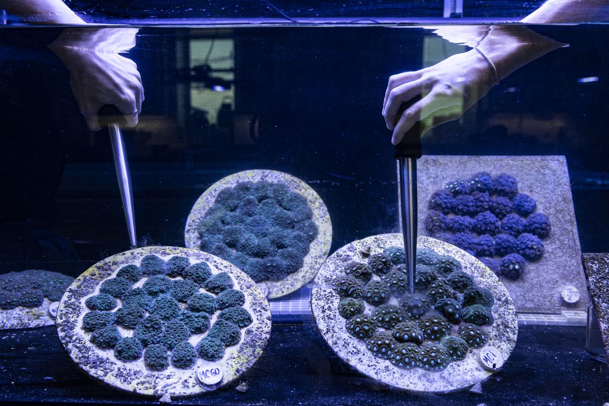 Underwater plates in a lab covered in little mounds of growing corals.