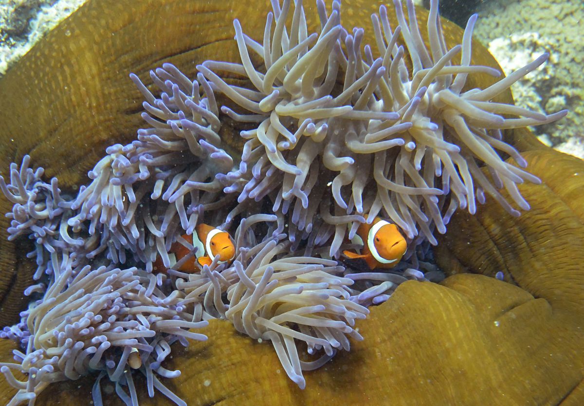 Two clownfish, their tails nestled within the purple-white fronds of coral, look out towards a point just past the camera. A third clownfish in the bottom-left of the photograph is more shy, with only the front of its head visible from within the coral.