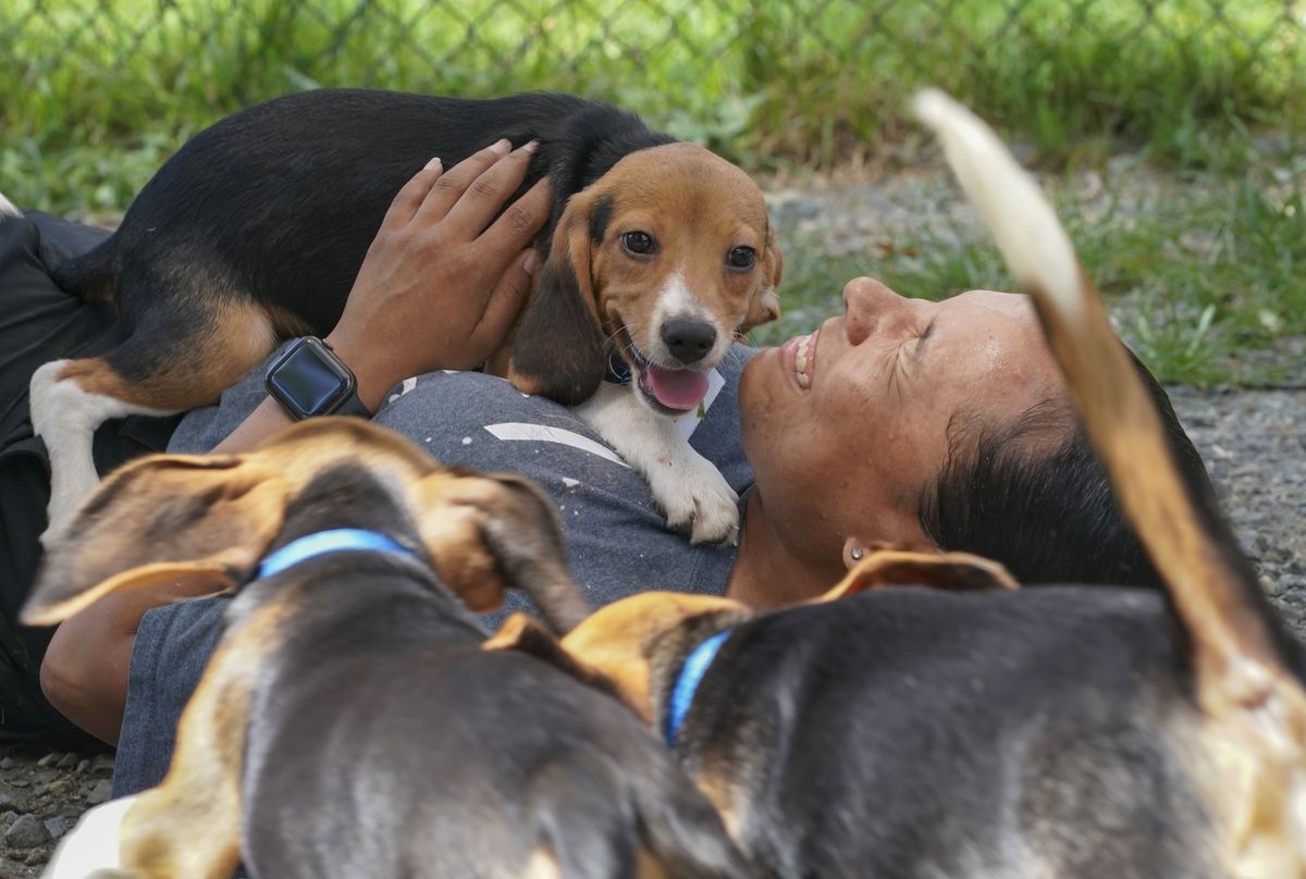 A group of beagles plays around a woman laying on the ground.