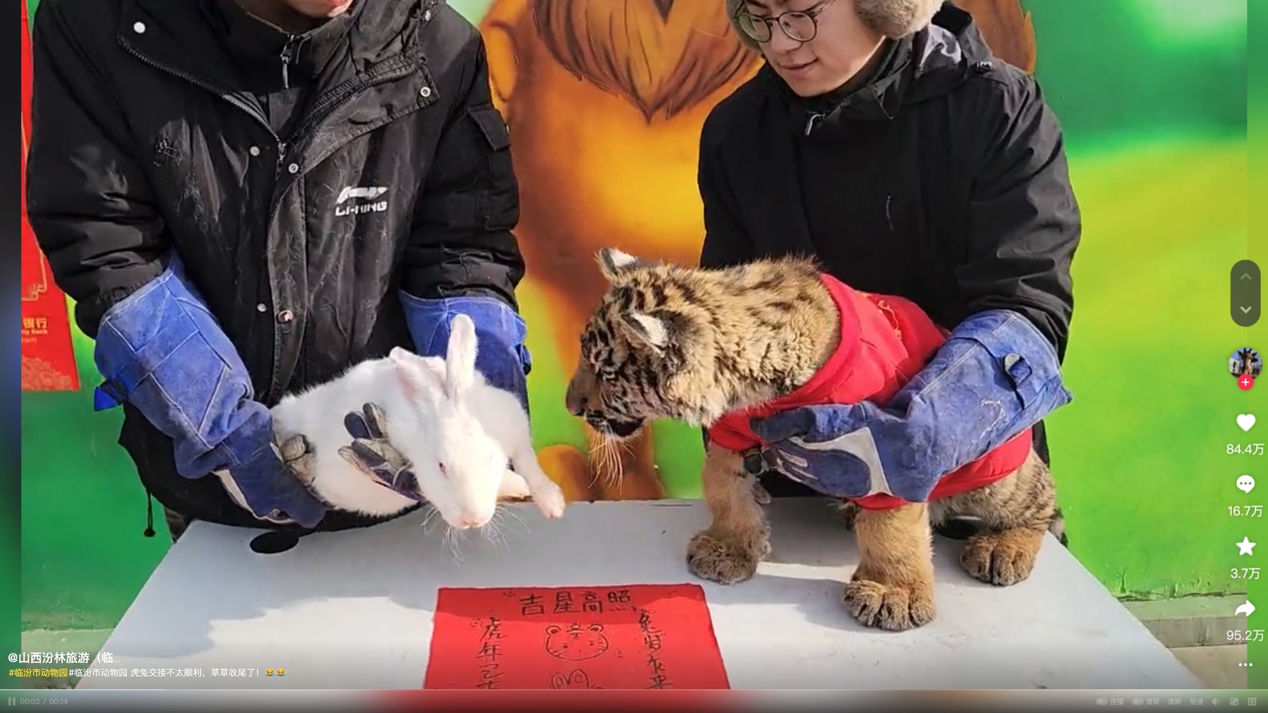 Screenshot of the video when the rabbit and the tiger cub are about to be placed on the table.